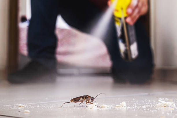 Professional Pest Control in North Olmsted, OH